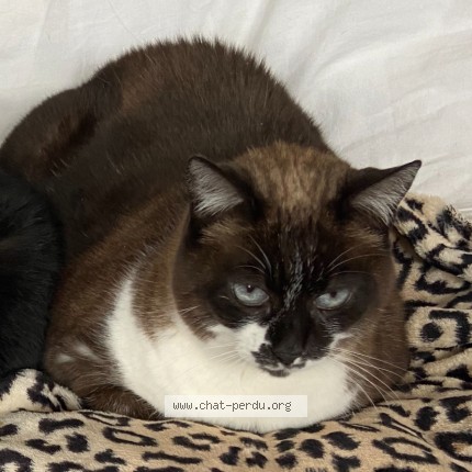 Foto de un gato reunido en Toulouse