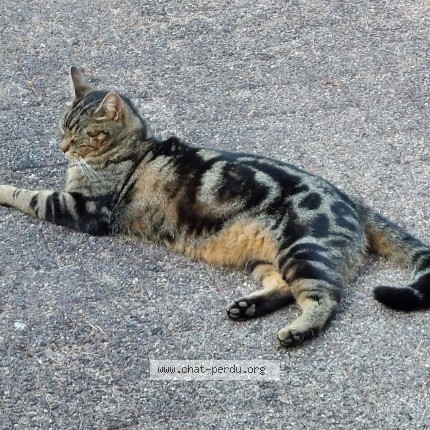 Foto de un gato reunido en Cortaillod