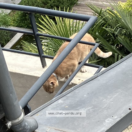 Foto de un gato reunido en Charenton Le Pont