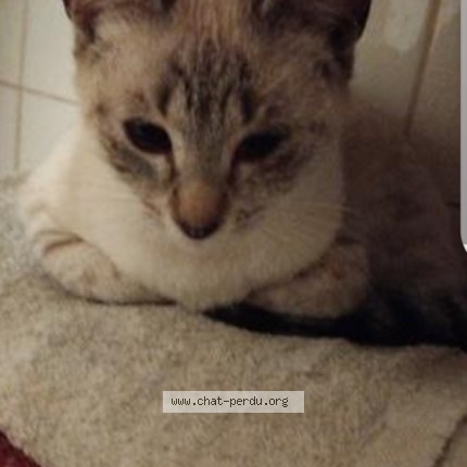 Foto de un gato reunido en Perpignan