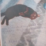 Negrito