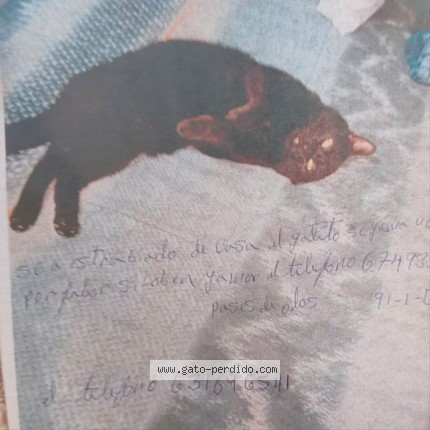 Foto 1/1 Negrito Gato perdido en Girona
