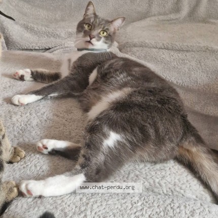 Foto de un gato reunido en Montdidier