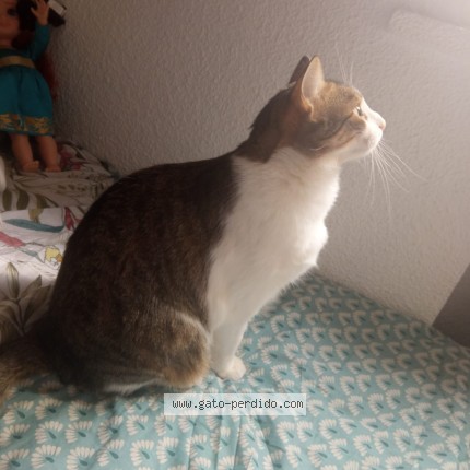 Foto 1/1 Socrates Gato perdido en Madrid