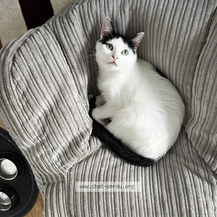 Foto de un gato reunido en Paris