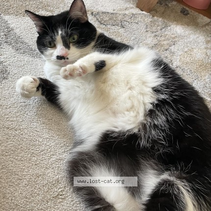 Foto de un gato reunido en Whitby