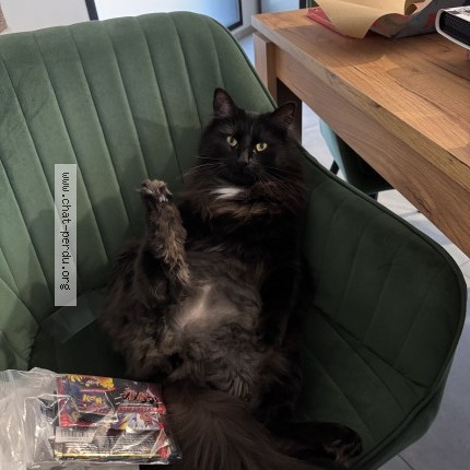 Foto de un gato reunido en Franqueville Saint Pierre