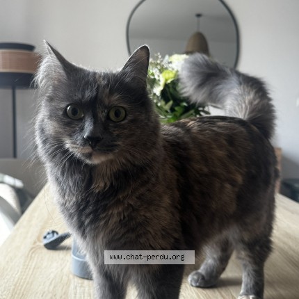 Foto de un gato reunido en Toulouse