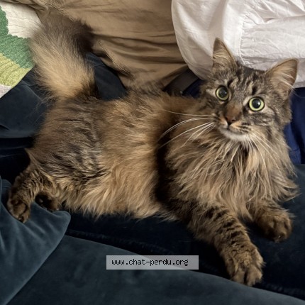 Foto de un gato reunido en Le Pre St Gervais