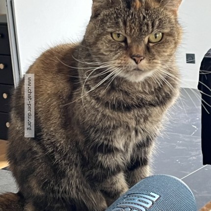 Foto de un gato reunido en Saint Herblain