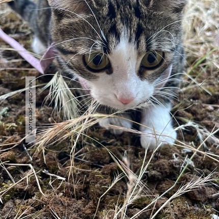 Foto de un gato reunido en Decines Charpieu