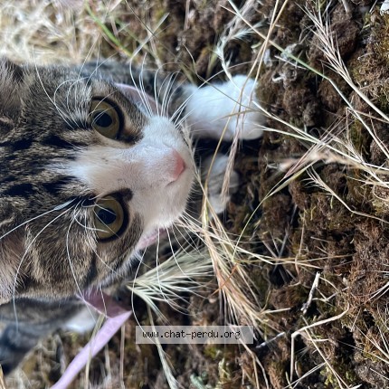 Foto de un gato reunido en Decines Charpieu