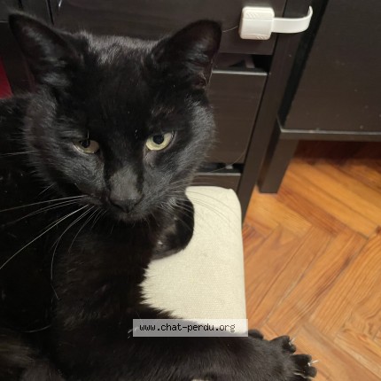 Foto de un gato reunido en Gradignan