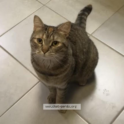 Foto de un gato reunido en Pontault Combault