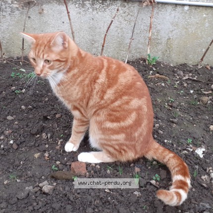 Foto de un gato reunido en Durtal