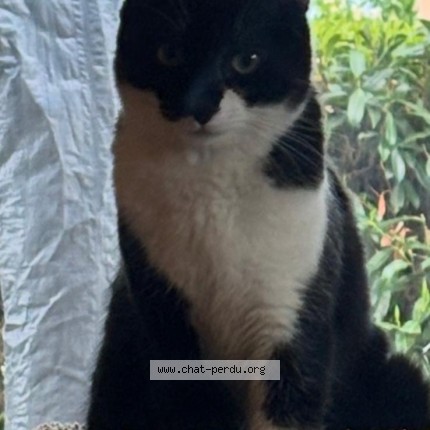 Foto de un gato reunido en Tournefeuille
