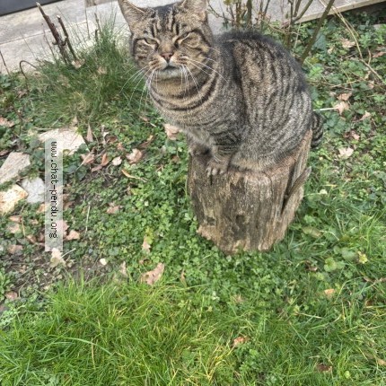 Foto de un gato reunido en Francheville