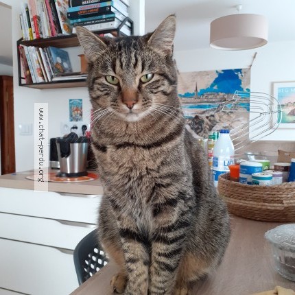 Foto de un gato reunido en Lherm