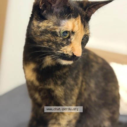 Foto de un gato reunido en Reims