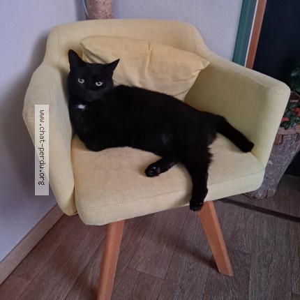 Foto de un gato reunido en Montsurs