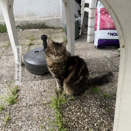 Foto de un gato reunido en Argenteuil