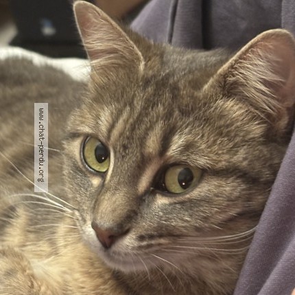 Foto de un gato reunido en Neulise