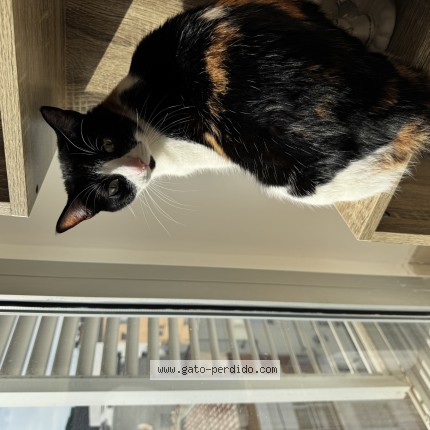 Foto del gato perdido en Sabadell