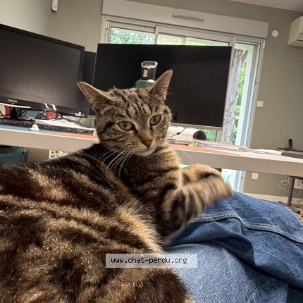 Foto de un gato reunido en Toulouse
