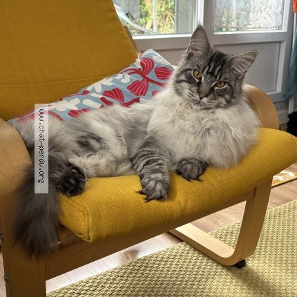 Foto de un gato reunido en Montevrain