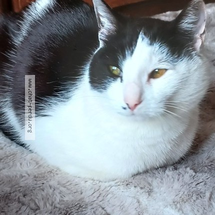Foto de un gato reunido en Tarare