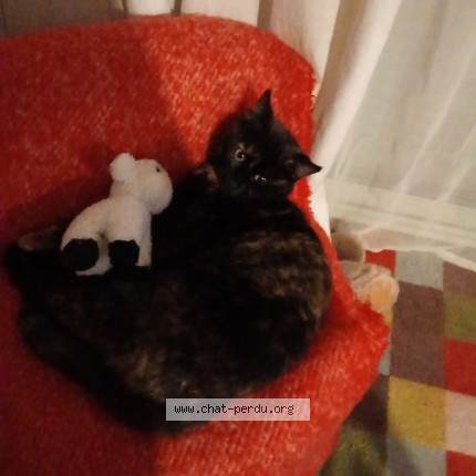 Foto de un gato reunido en Soudan