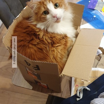 Foto de un gato reunido en Verel Pragondran