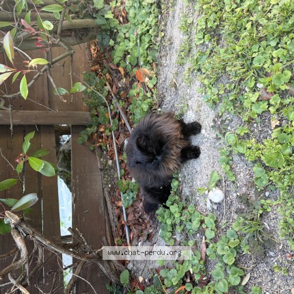 Foto de un gato reunido en Le Landeron