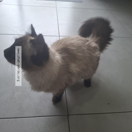 Foto de un gato reunido en Ploufragan