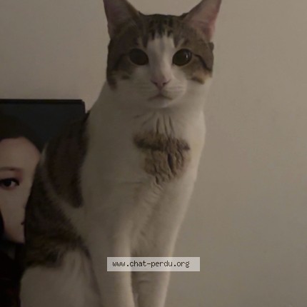 Foto de un gato reunido en Neuilly Plaisance
