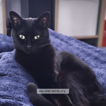 Foto de un gato reunido en Lambersart