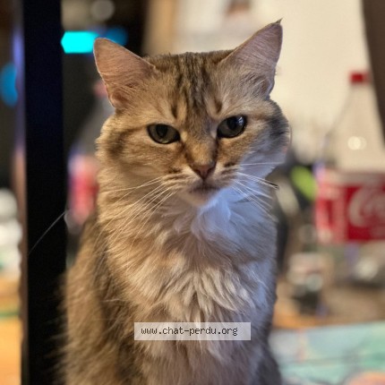 Foto de un gato reunido en Fontanil Cornillon