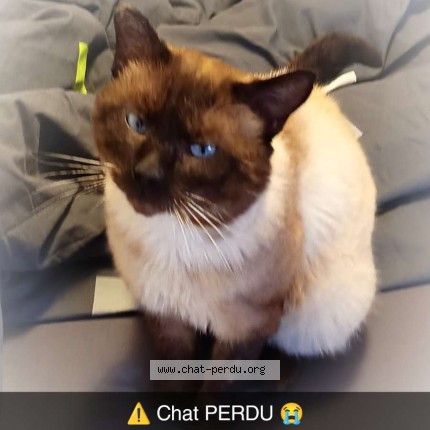 Foto de un gato reunido en Fleury Les Aubrais