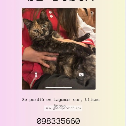 Foto del gato perdido en Lagomar