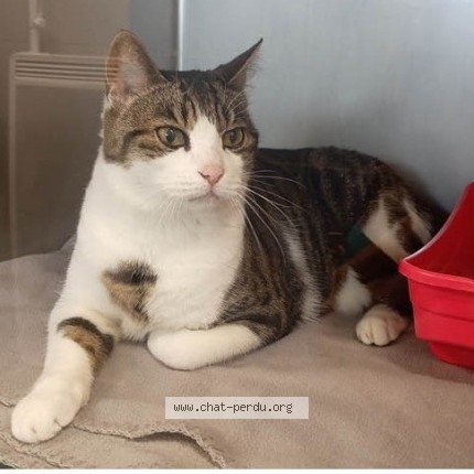 Foto de un gato reunido en La Roche Sur Yon