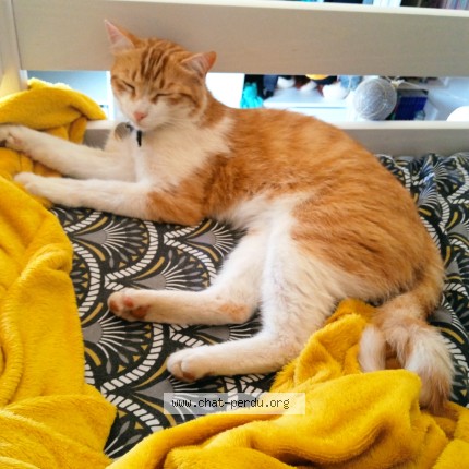 Foto de un gato reunido en Lombez