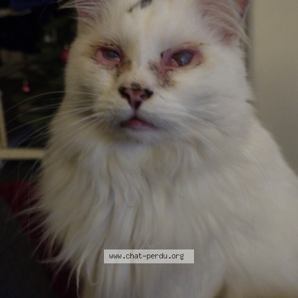 Foto de un gato reunido en Noyelles Sous Lens