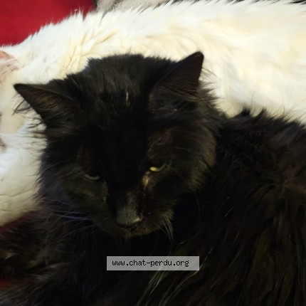 Foto de un gato reunido en Berles Au Bois