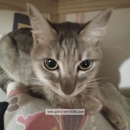 Foto del gato perdido en San Martin