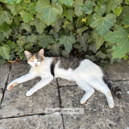 Foto de un gato reunido en Coueron