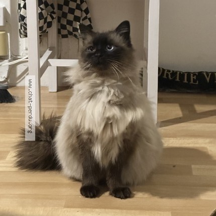Foto de un gato reunido en Rennes