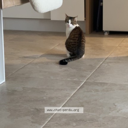 Foto de un gato reunido en Heubecourt