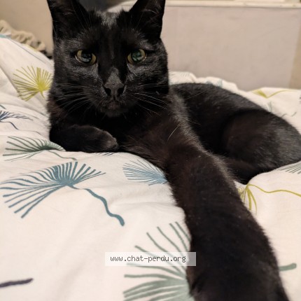 Foto de un gato reunido en Saint Fons St Fons
