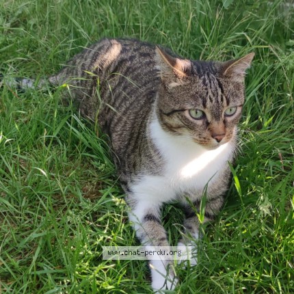 Foto de un gato reunido en Verson