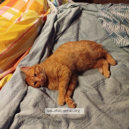 Foto de un gato reunido en Vezac